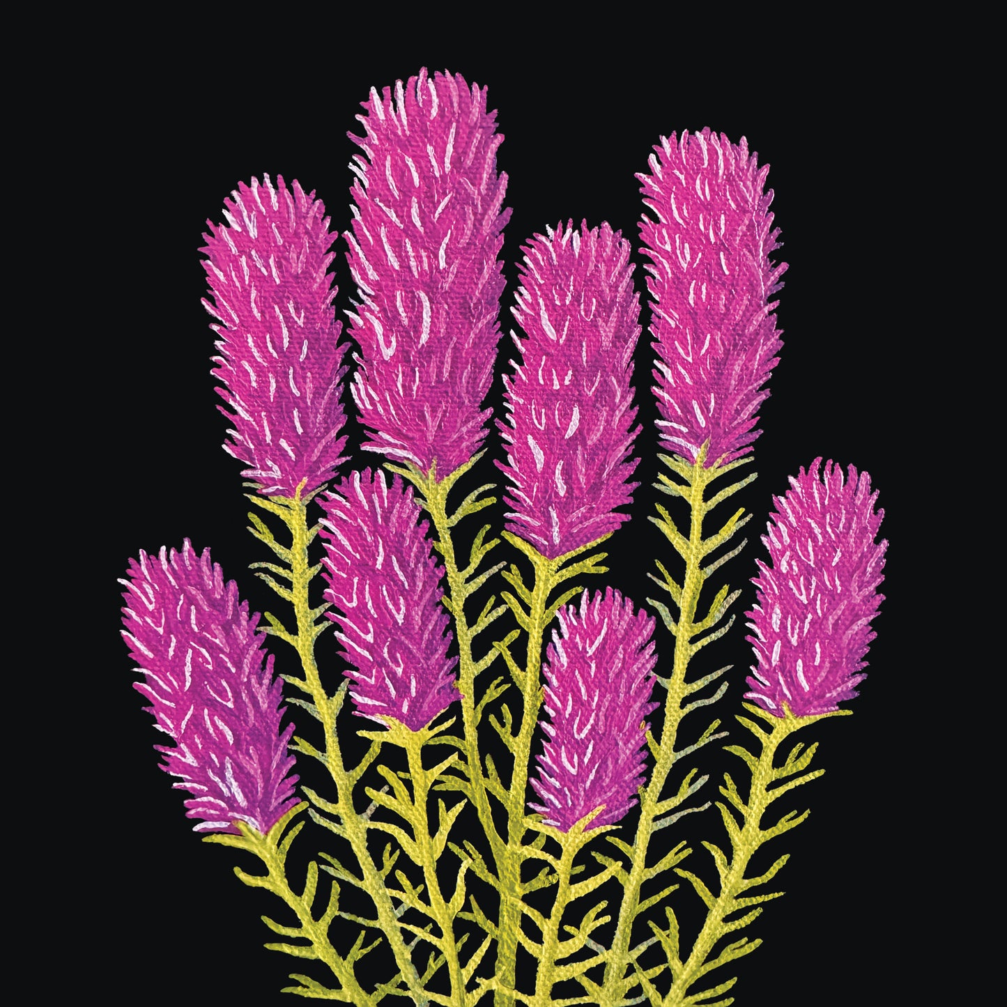 Owl's Clover In Bloom Print